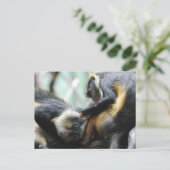 Guenon-apen Briefkaart (Staand voorkant)