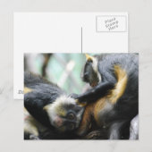 Guenon-apen Briefkaart (Voorkant / Achterkant)
