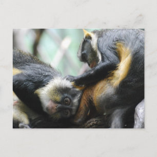 Guenon-apen Briefkaart