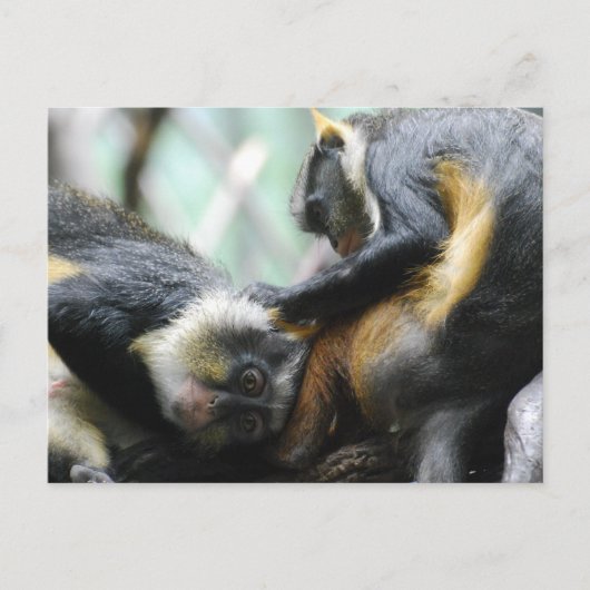 Guenon-apen Briefkaart (Voorkant)