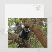 Guereza Briefkaart (Voorkant / Achterkant)