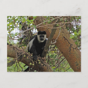 Guereza Briefkaart