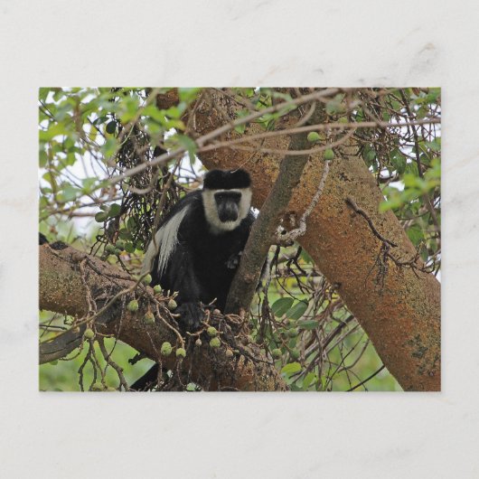 Guereza Briefkaart (Voorkant)