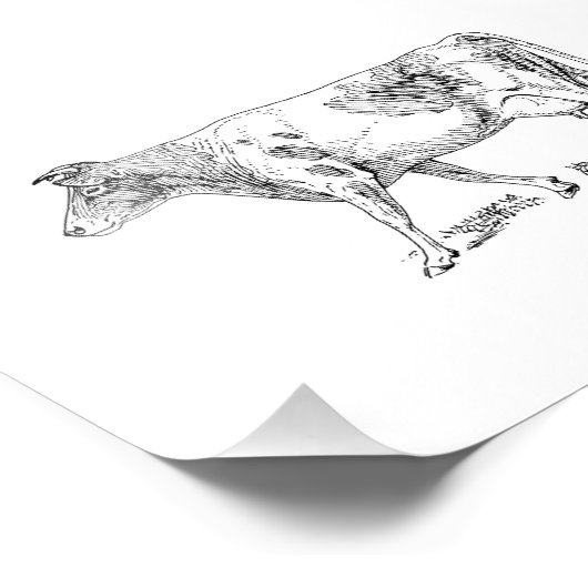 Guernsey Koe Foto Afdruk (Hoek)