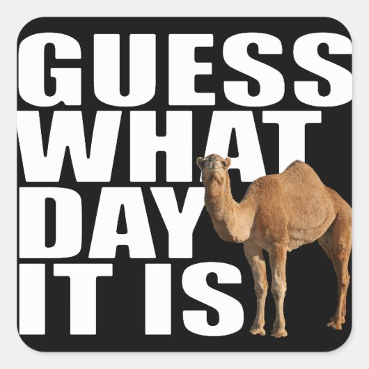 Guess What Day It Is Hump Day Camel Stickers (Voorkant)