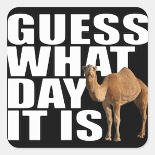 Guess What Day It Is Hump Day Camel Stickers