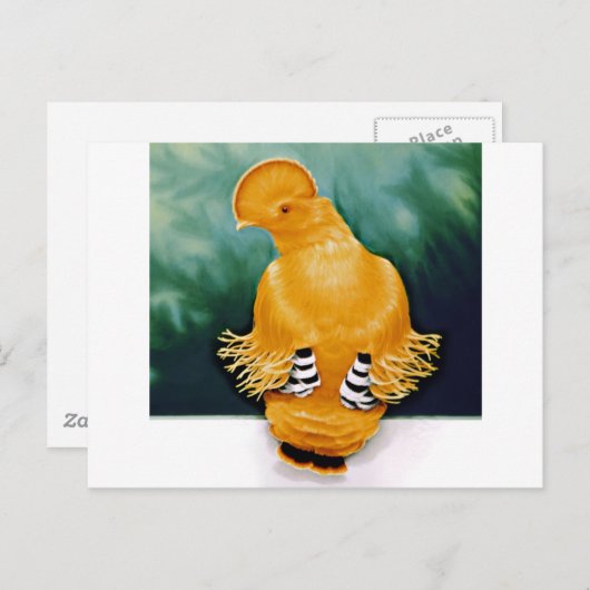 Guianan Cock-of-the-rock Briefkaart (Voorkant / Achterkant)