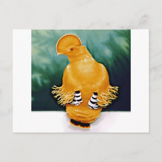 Guianan Cock-of-the-rock Briefkaart (Voorkant)