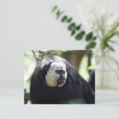 Guianan saki briefkaart (Staand voorkant)