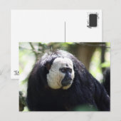 Guianan saki briefkaart (Voorkant / Achterkant)