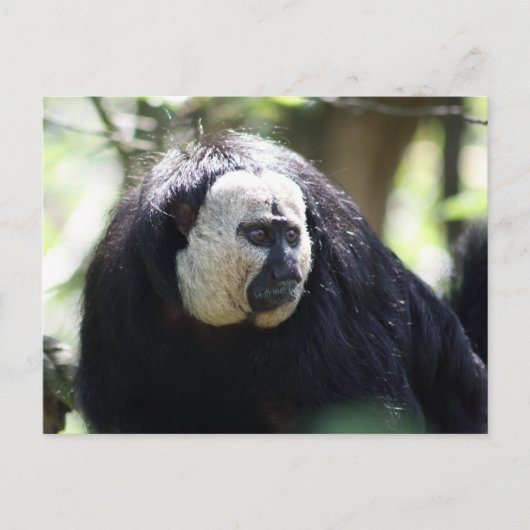 Guianan saki briefkaart (Voorkant)