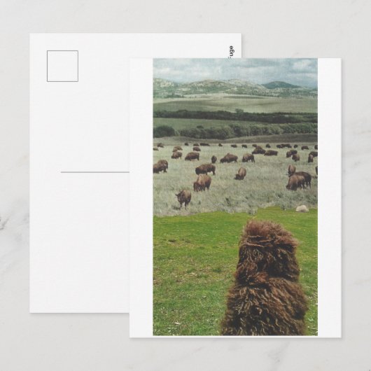 Guido en de Buffalo - Uitnodiging Briefkaart (Voorkant / Achterkant)