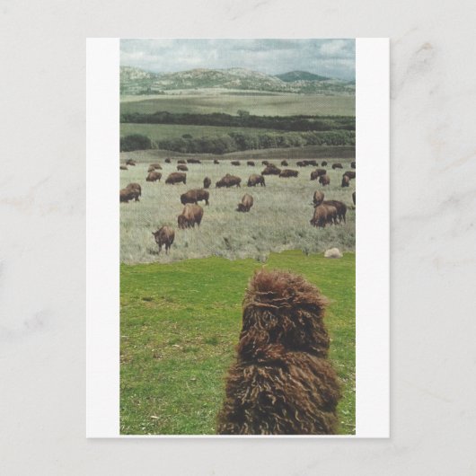 Guido en de Buffalo - Uitnodiging Briefkaart (Voorkant)