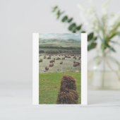 Guido en de Buffalo - Uitnodiging Briefkaart (Staand voorkant)