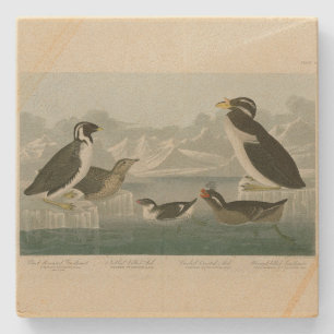 Guillemot en Auks van de Amerikaanse vogels van Au Stenen Onderzetter