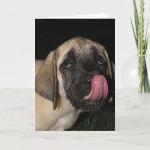 Guilty Mastiff Puppy Verjaardagskaart Kaart
