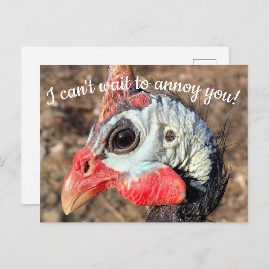 Guinea Fowl Post Card Briefkaart (Voorkant / Achterkant)