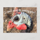 Guinea Fowl Post Card Briefkaart (Voorkant)