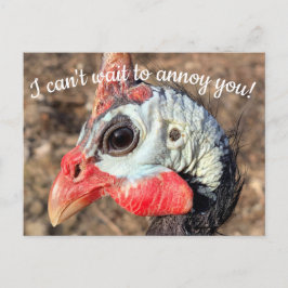 Guinea Fowl Post Card Briefkaart