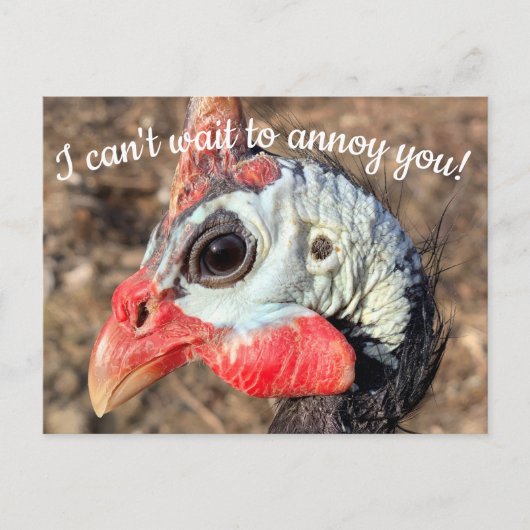Guinea Fowl Post Card Briefkaart (Voorkant)