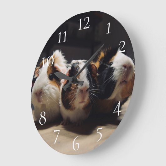 Guinea pig grote klok (Hoek)