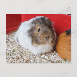 Guinea pig in a kooi briefkaart