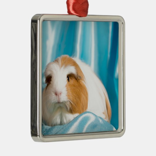 guinea pig metalen ornament (Rechts)