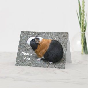 Guinea Pig Photo Bedankkaart