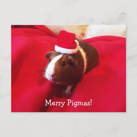 Guinea Pig Santa Claus Kerstvakantie Feestdagenkaart (Voorkant)