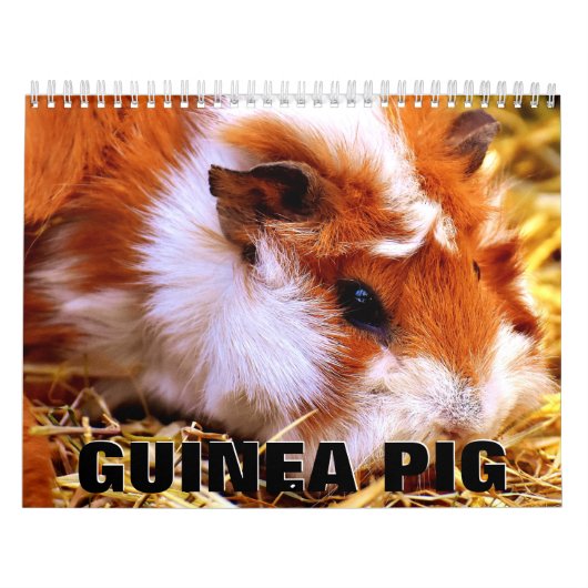 Guinea Pig Wall Agenda Kalender (Hoes)