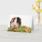 guinea pigs heeft men lawn kaart (Gele Bloem)