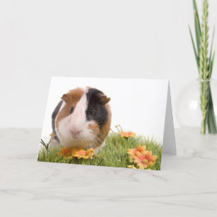 guinea pigs heeft men lawn kaart