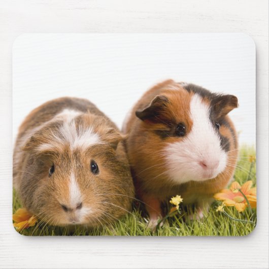 Guinea pigs on a lawn muismat (Voorkant)