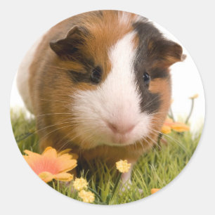 Guinea pigs on a lawn ronde sticker