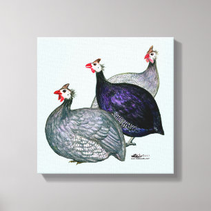 Guineas Drie Canvas Afdruk