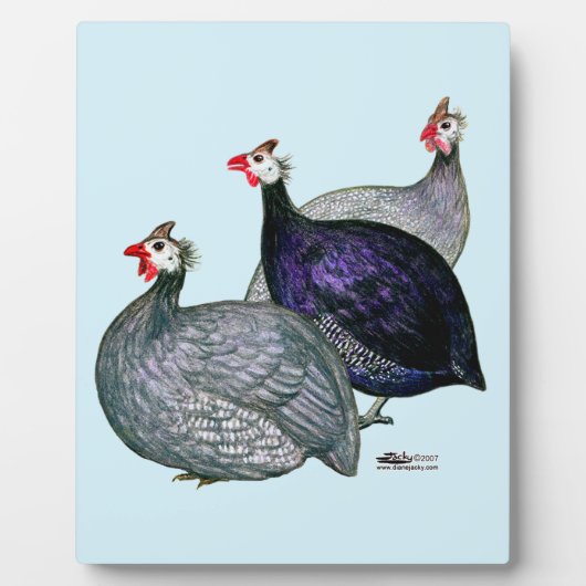 Guineas Drie Fotoplaat (Voorkant)