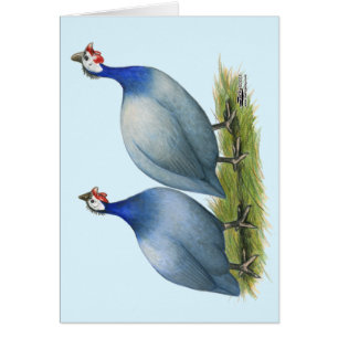 Guineas Slate Pair