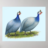 Guineas Slate Pair Poster (Voorkant)