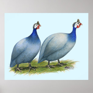 Guineas Slate Pair Poster