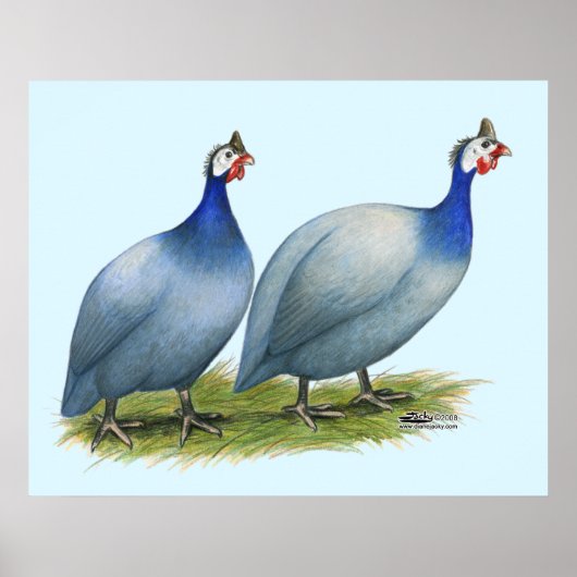 Guineas Slate Pair Poster (Voorkant)