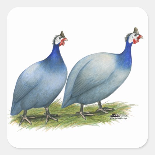 Guineas Slate Pair Vierkante Sticker (Voorkant)