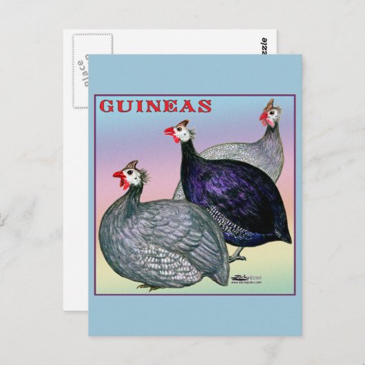 Guineas Three Fowl Briefkaart (Voorkant / Achterkant)