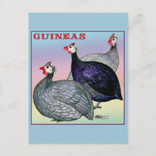 Guineas Three Fowl Briefkaart