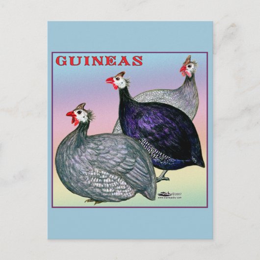 Guineas Three Fowl Briefkaart (Voorkant)