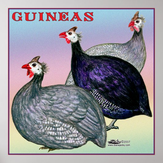 Guineas Three Fowl Poster (Voorkant)