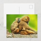 Guinebaboes Briefkaart (Voorkant / Achterkant)