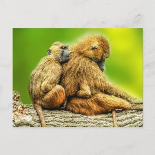Guinebaboes Briefkaart (Voorkant)
