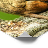 Guinebaboes Poster (Hoek)