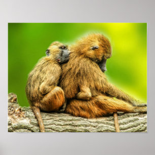 Guinebaboes Poster