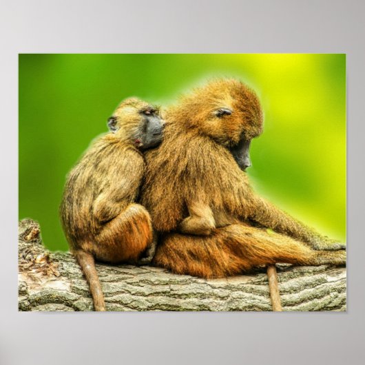 Guinebaboes Poster (Voorkant)